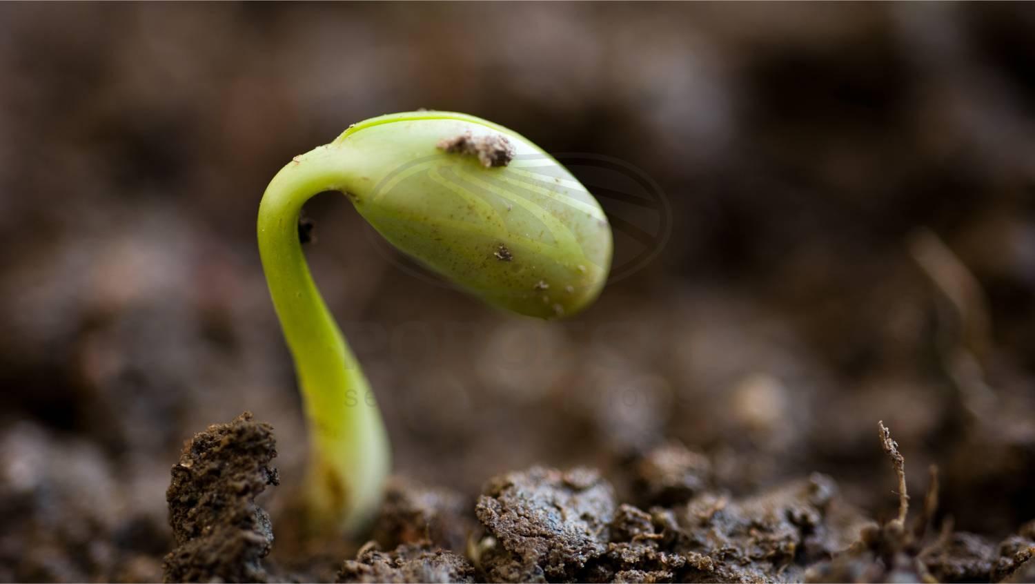 10 razones para sembrar nuestras semillas y buscar la máxima potencialidad del cultivo 